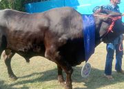 Walikota Eva Dwiana Salurkan 93 Hewan Qurban