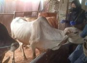 Jelang Idul Adha, Pemkot Bandar Lampung Cek Kesehatan dan Beri Vaksin Hewan Ternak