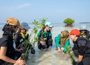 Cinta Laura dan LindungiHutan Kolaborasi Selamatkan Pulau Pari Lewat Penanaman 739 Pohon Mangrove