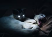 Kenali Ciri-Ciri Kucing Terkena Rabies