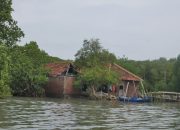 Hari Hutan Indonesia 2025: Krisis Iklim, Banjir Rob, dan Hutan yang Kian Menghilang