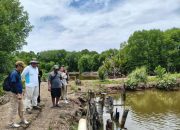 Model Silvofishery Desa Dabong Dorong Budidaya Udang Ramah Lingkungan dan Ketahanan Pangan