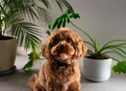 Lokasi Terbaik Menaruh Underpad Anjing di Rumah