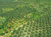 Planting Naturals Digitalisasi 7.224 Petani dalam Rantai Pasok Minyak Sawit Organik Bersertifikasi RSPO Pertama di Sierra Leone