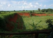 World Soil Day 2025: LindungiHutan Ajak Publik Pulihkan Tanah Lewat Aksi Penanaman Pohon