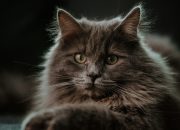 7 Fakta Menarik Mengenai Kucing Maine Coon