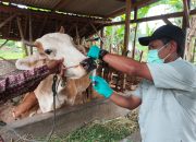 Pengendalian PMK Diperkuat, Pemprov Lampung Genjot Vaksinasi dan Edukasi Peternak Jelang Iduladha 2026