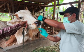 Pengendalian PMK Diperkuat, Pemprov Lampung Genjot Vaksinasi dan Edukasi Peternak Jelang Iduladha 2026