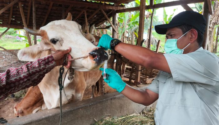 Pengendalian PMK Diperkuat, Pemprov Lampung Genjot Vaksinasi dan Edukasi Peternak Jelang Iduladha 2026