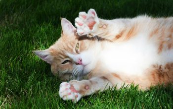 Makanan yang Bagus untuk Imunitas Kucing