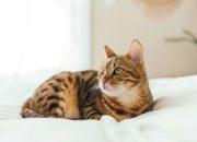 Mengenal Hewan Eksotis Ras Kucing Bengal