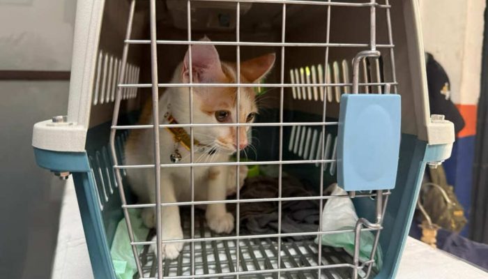 KAI Logistik Catat 13.435 Pengiriman Hewan Saat Ramadan – IdulFitri