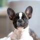 Tips Persiapan Adopsi Anjing Jenis French Bulldog