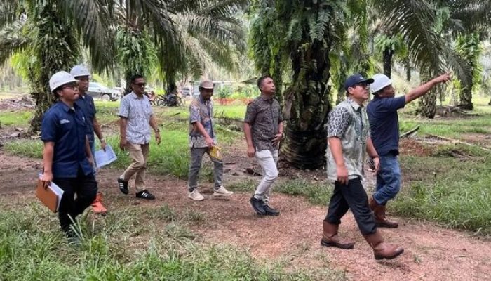 Holding Perkebunan Nusantara Perkuat Pengawasan Operasional, PTPN IV Regional VII Tingkatkan Produktivitas Kebun
