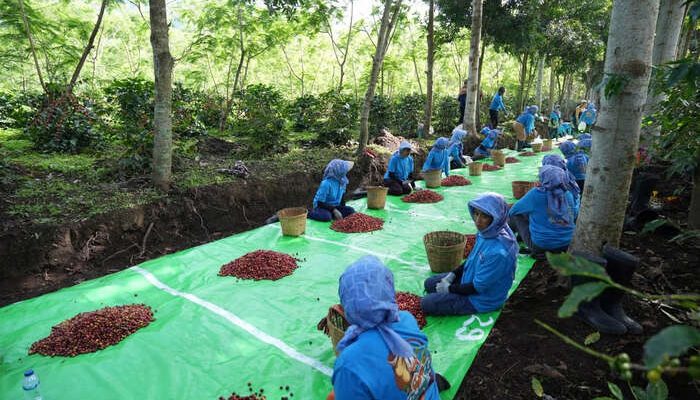 Holding Perkebunan Nusantara Perkuat Daya Saing, Ekspor Kopi Ijen ke AS dan Inggris