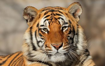 India Dorong Aliansi Global Lindungi Kucing Besar Dunia lewat IBCA Summit 2026