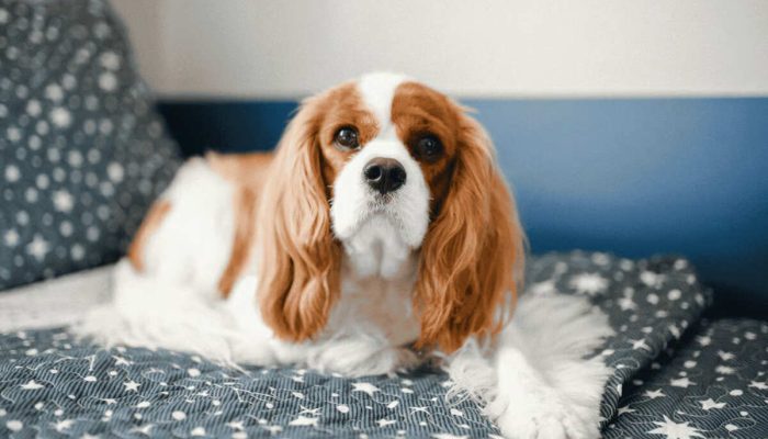 Kenapa Cavalier King Charles Spaniel Jadi Salah Satu Doggy Favorit Pecinta Hewan
