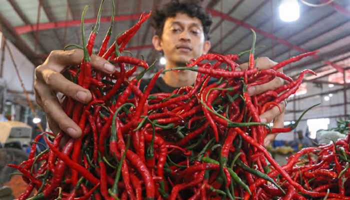 Harga Cabai Melejit, Petani Menjerit: “Kami Juga Korban Tengkulak & Cuaca”