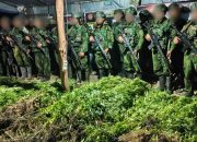 5.000 Batang Ganja Terungkap, TNI Habema Gagalkan Peredaran Narkotika
