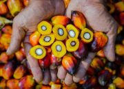 Jawab Tuntutan Pasar Global, PalmCo Perkuat Standar Mutu dan Ketertelusuran CPO