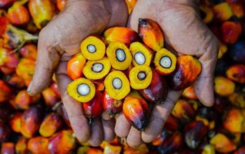 Jawab Tuntutan Pasar Global, PalmCo Perkuat Standar Mutu dan Ketertelusuran CPO