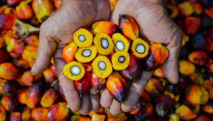 Jawab Tuntutan Pasar Global, PalmCo Perkuat Standar Mutu dan Ketertelusuran CPO